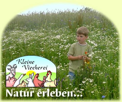 Die 'Kleine Viecherei' auf Usedom, eine einzigartige familienfreundliche Appartementanlage mit 3 modern eingerichteten Blockh&auml;usern begr&uuml;&szlig;t sie!